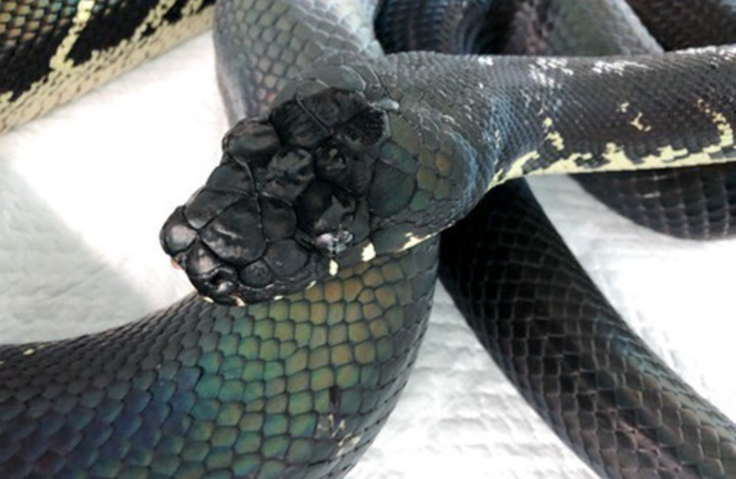 ベーレンパイソンの値段は？いくらで購入できるの？