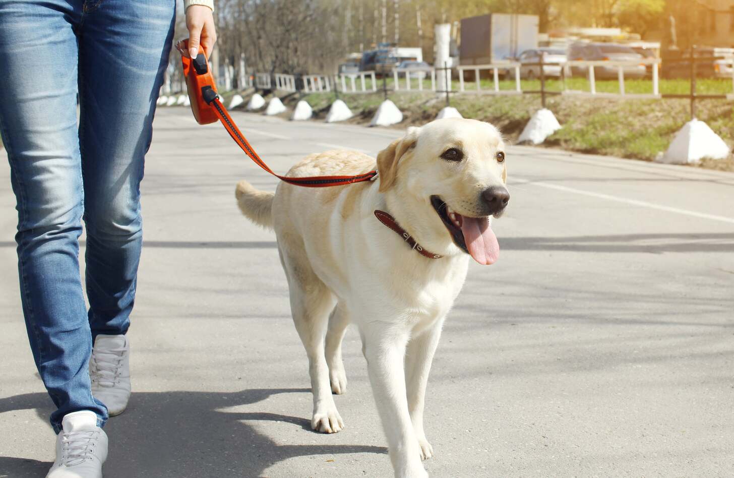犬の散歩で楽しく安全に！犬の散歩のコツをご紹介