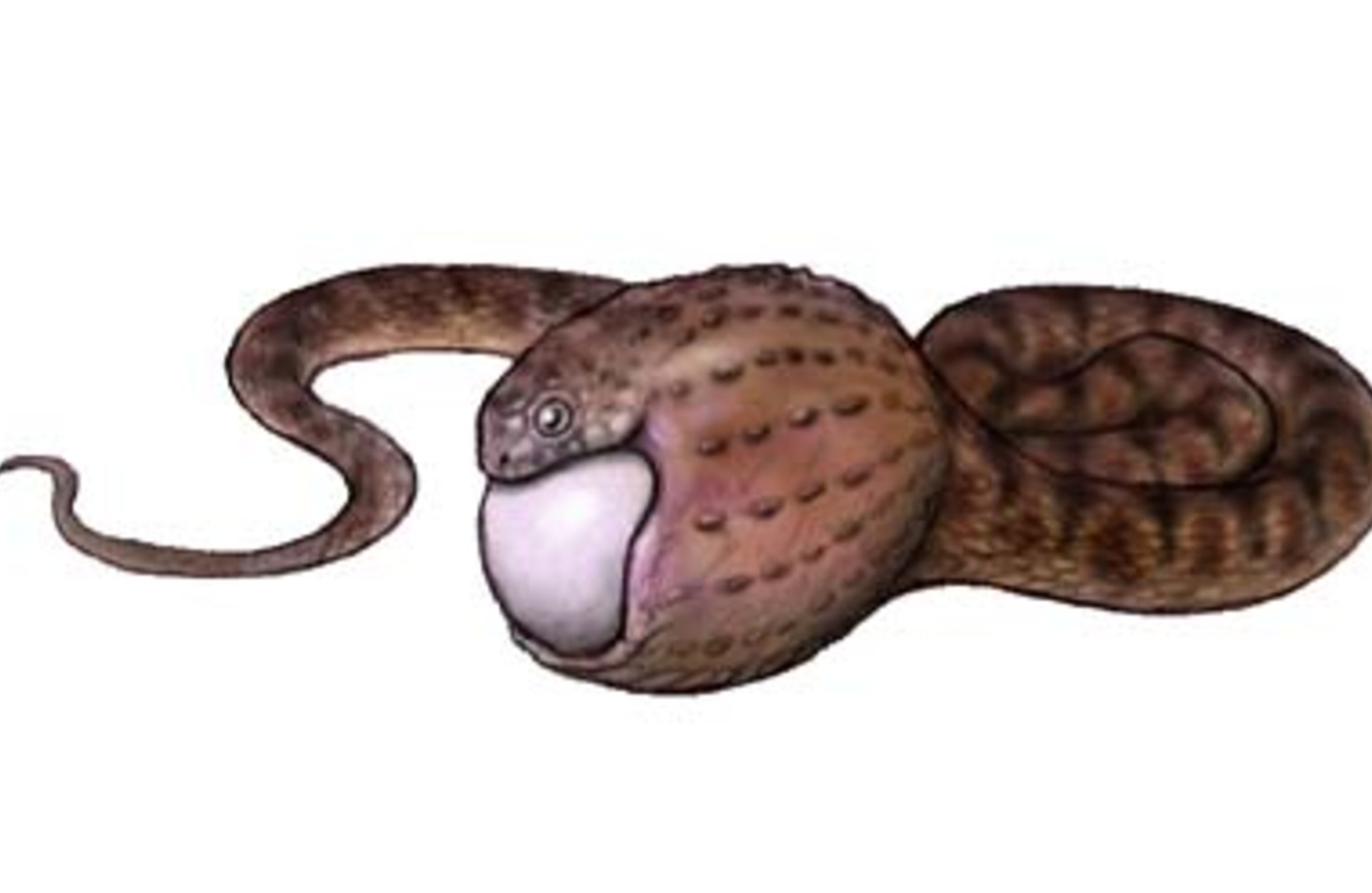 アフリカタマゴヘビ
