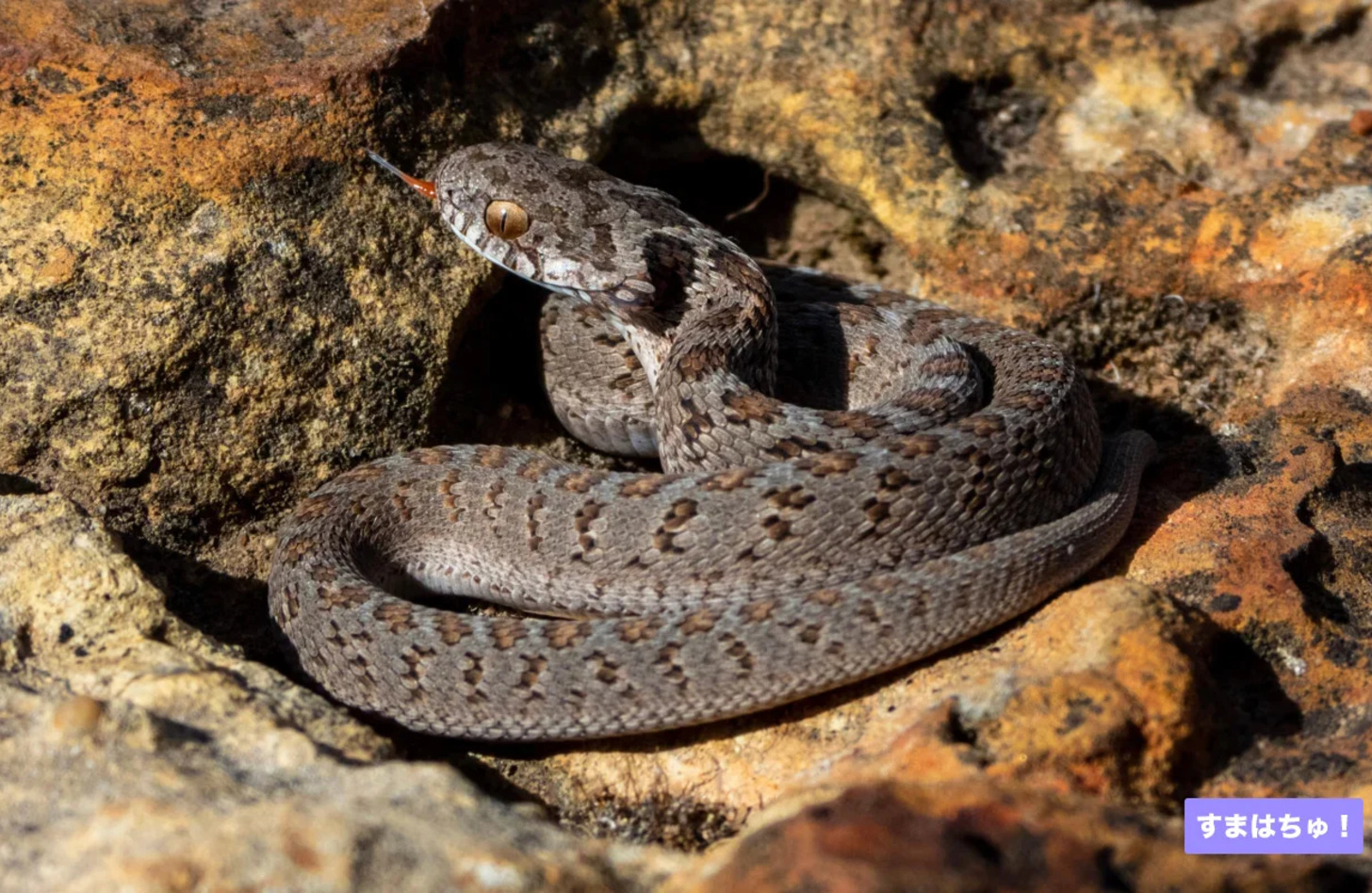 アフリカタマゴヘビ 値段