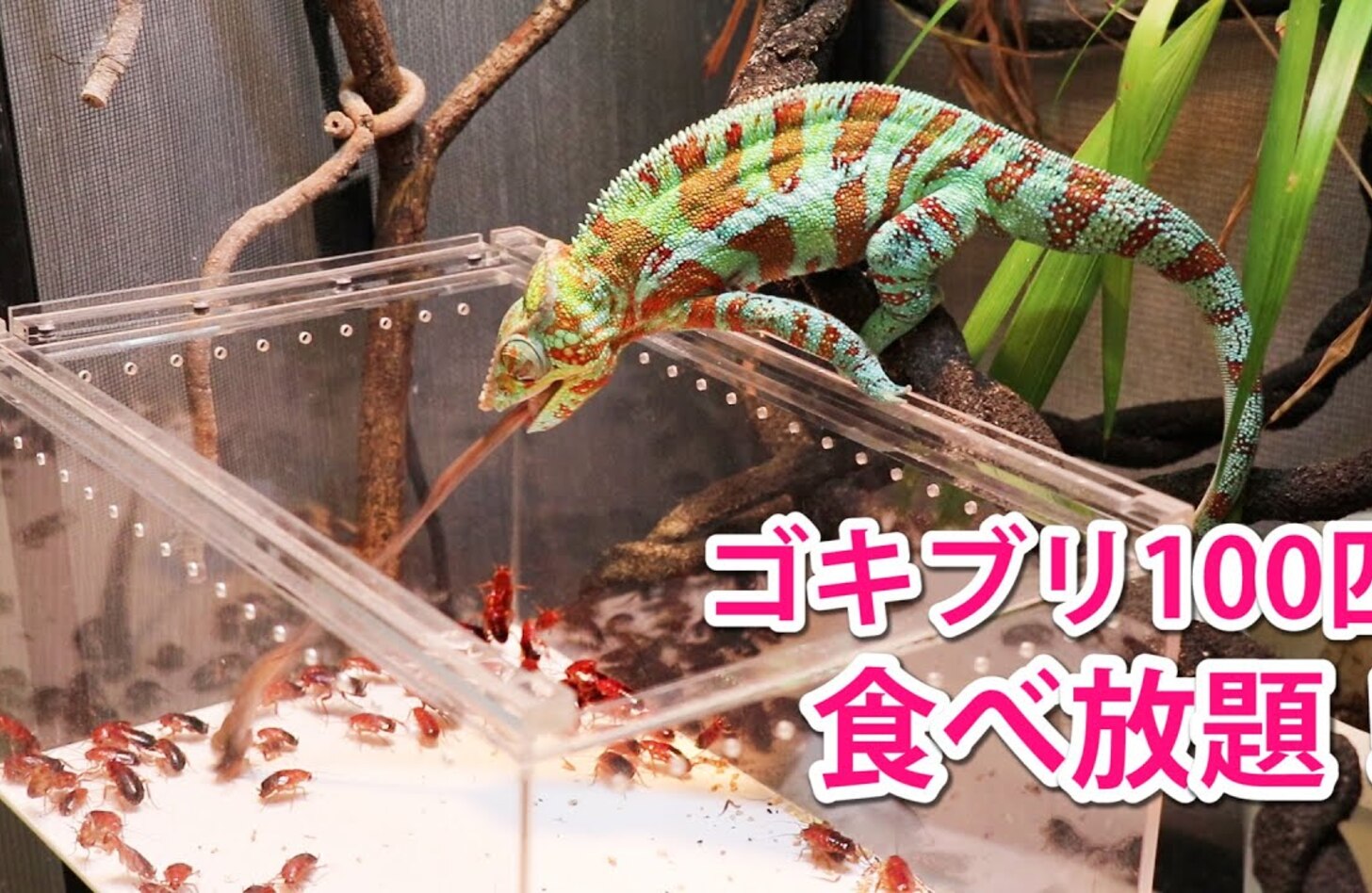 エボシカメレオン 餌