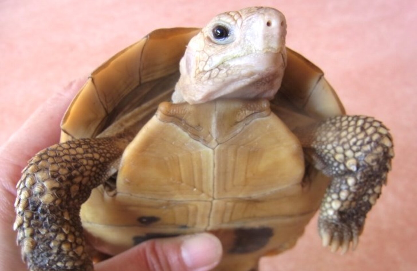 エロンガータブロウイングスキンク