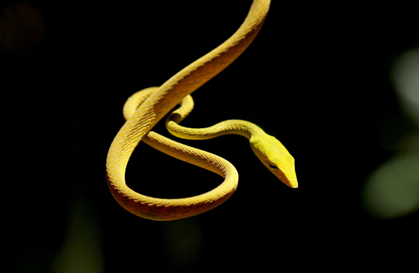 オオアオムチヘビ