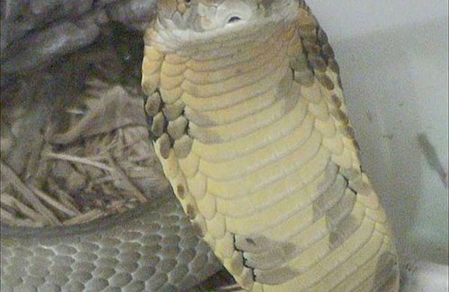 キングコブラ 毒