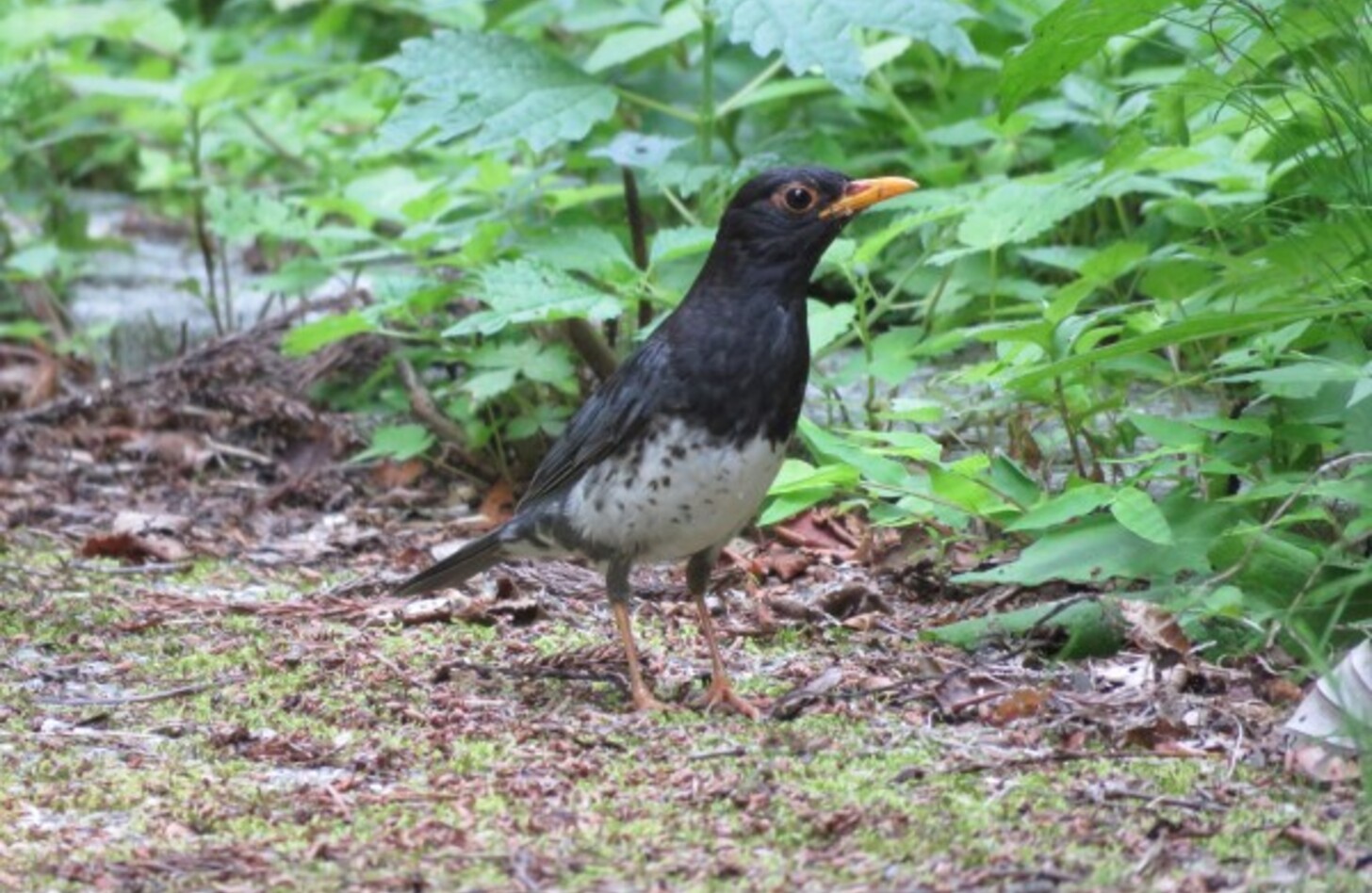 クロツグミ