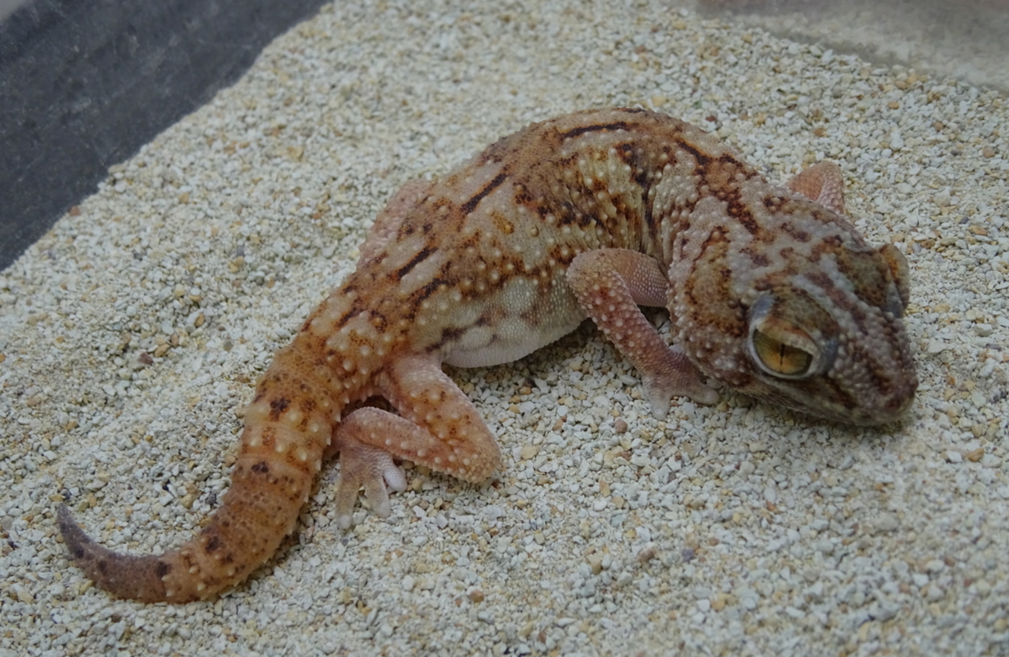 グローブヤモリ 飼育