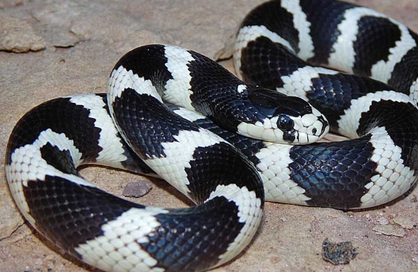 コモンキングヘビ