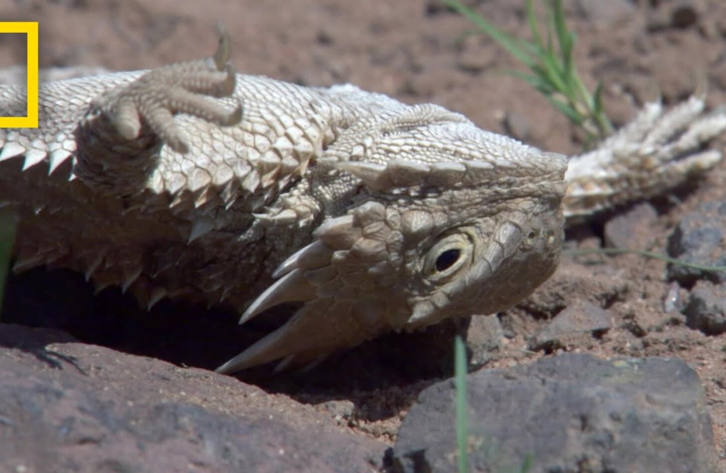 サバクツノトカゲ