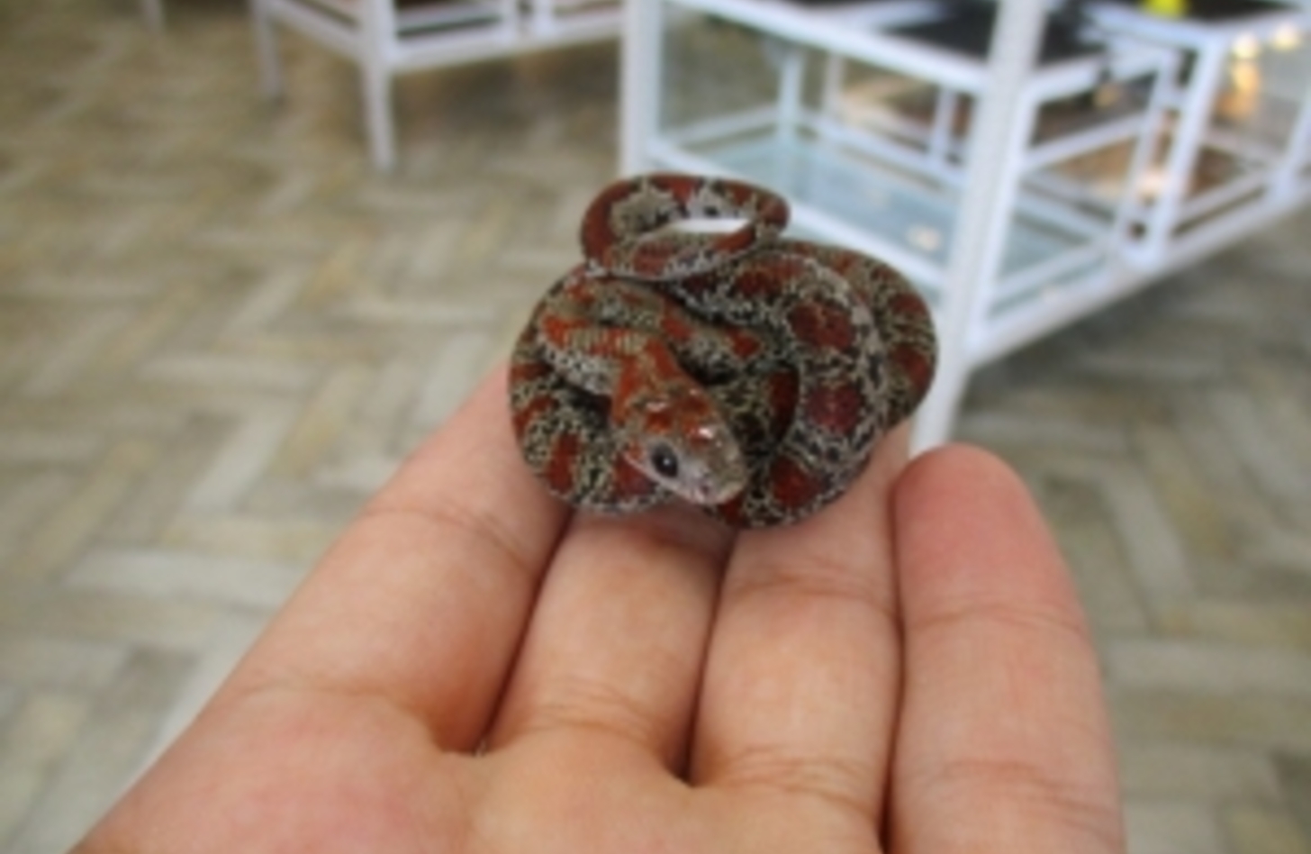 サンルイスポトシキングヘビ