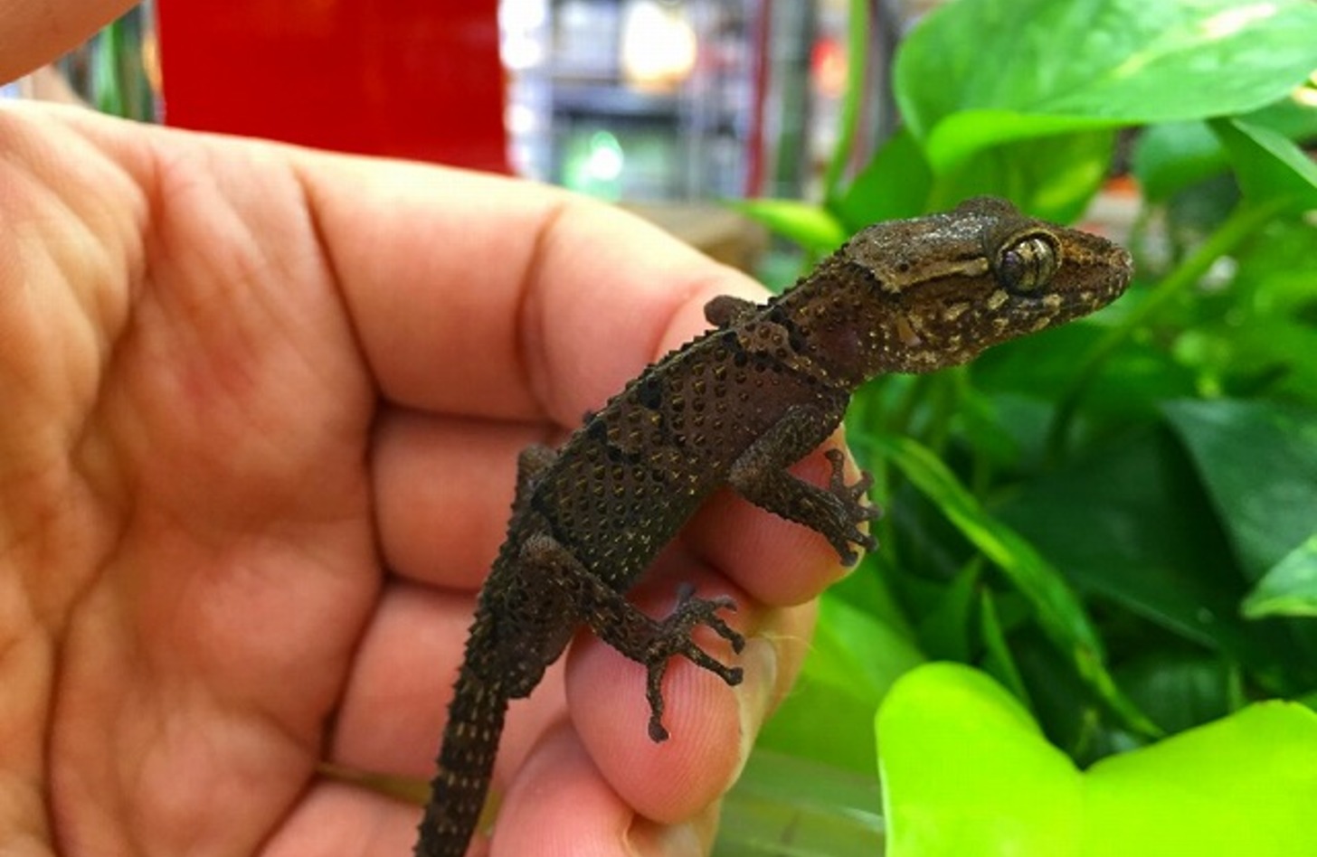 シュトゥンプフササクレヤモリ