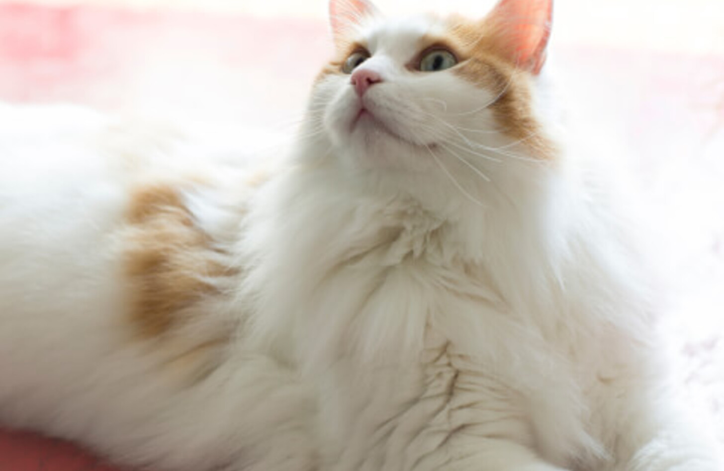 ターキッシュバンってどんな猫?性格は?値段や餌、寿命など徹底解説! PetPi ターキッシュバンってどんな猫?性格は?値段や餌、寿命など徹底解説! PetPi