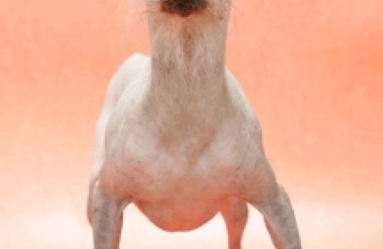 チャイニーズ・クレステッド・ドッグの特徴や性格、寿命、食事、病気、散歩時間、価格などを紹介！