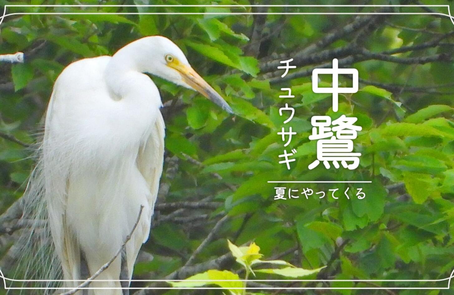 チュウサギ