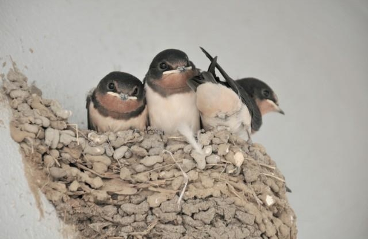 ツバメ 鳴き声