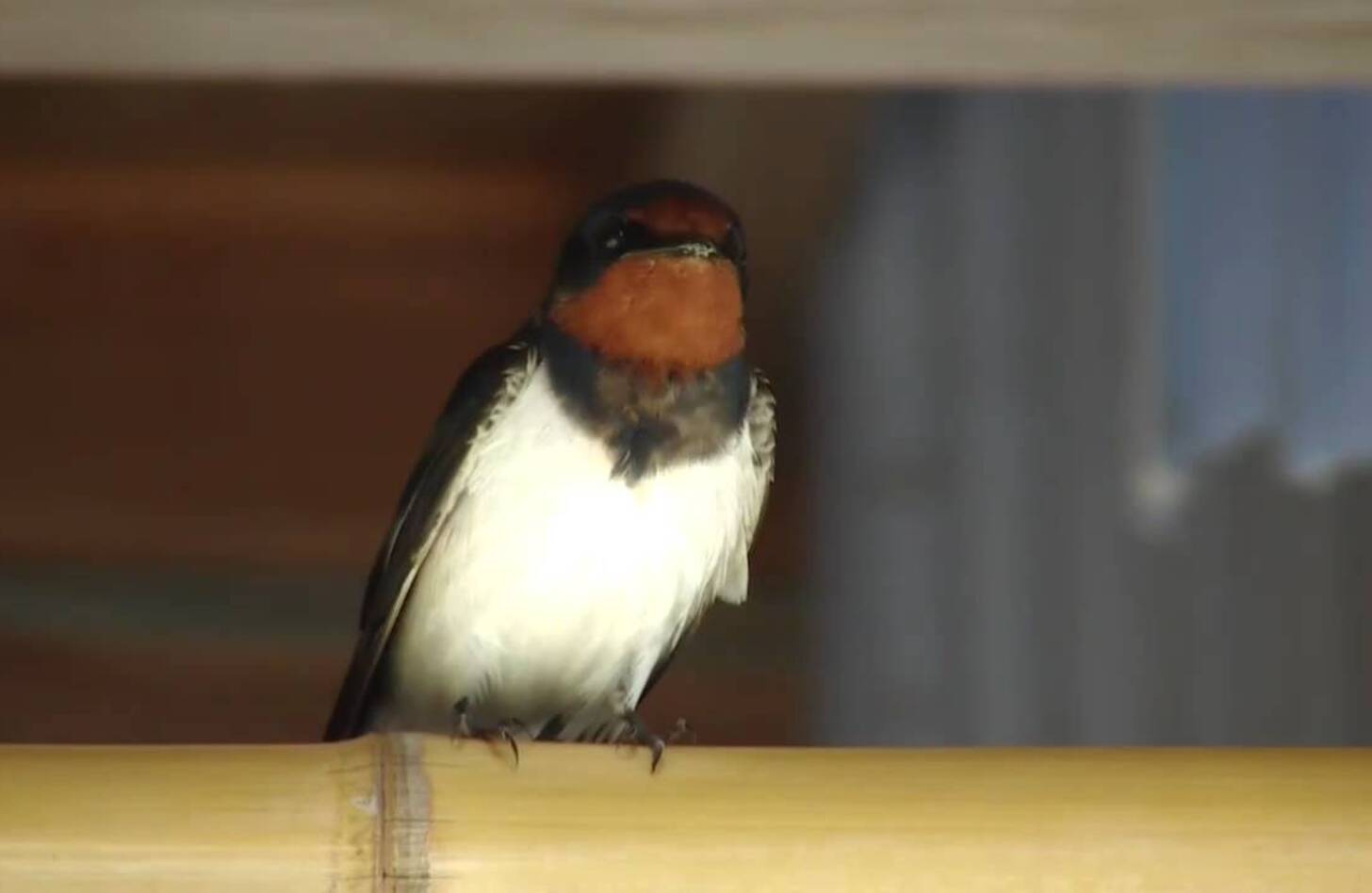 ツバメ 鳴き声