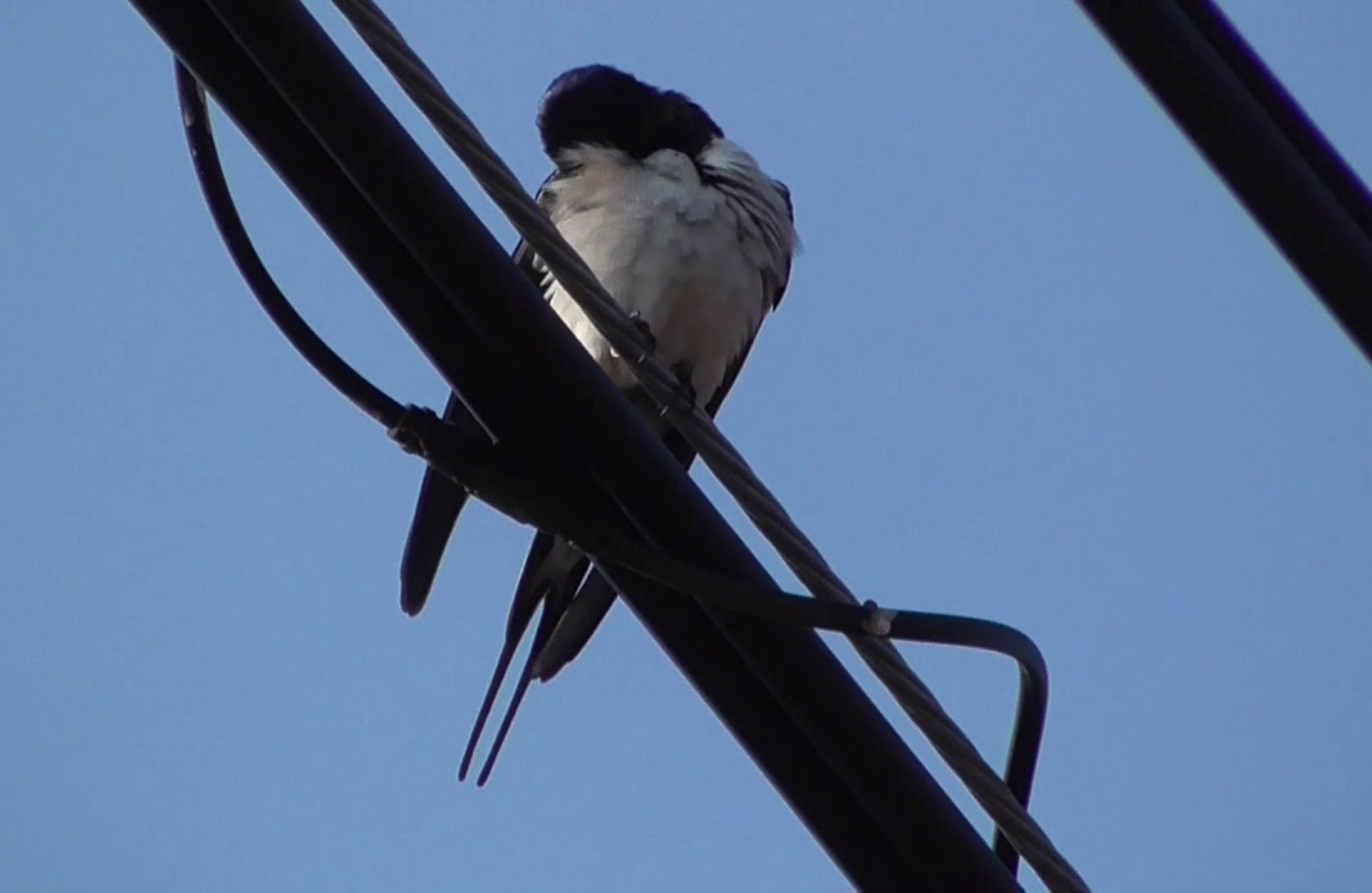 ツバメ 鳴き声