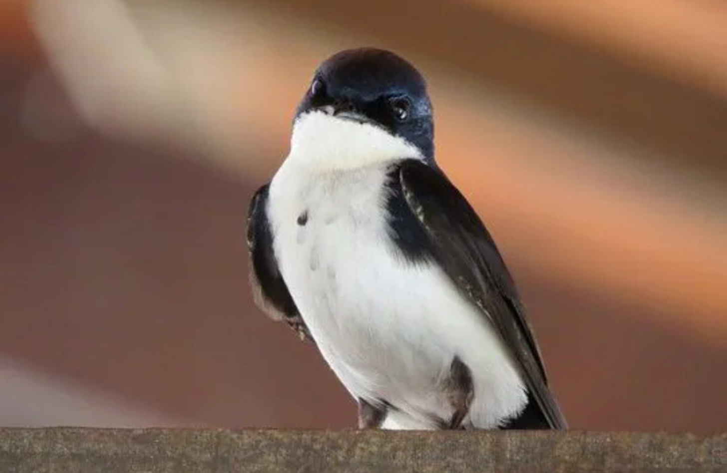 ツバメ 鳴き声