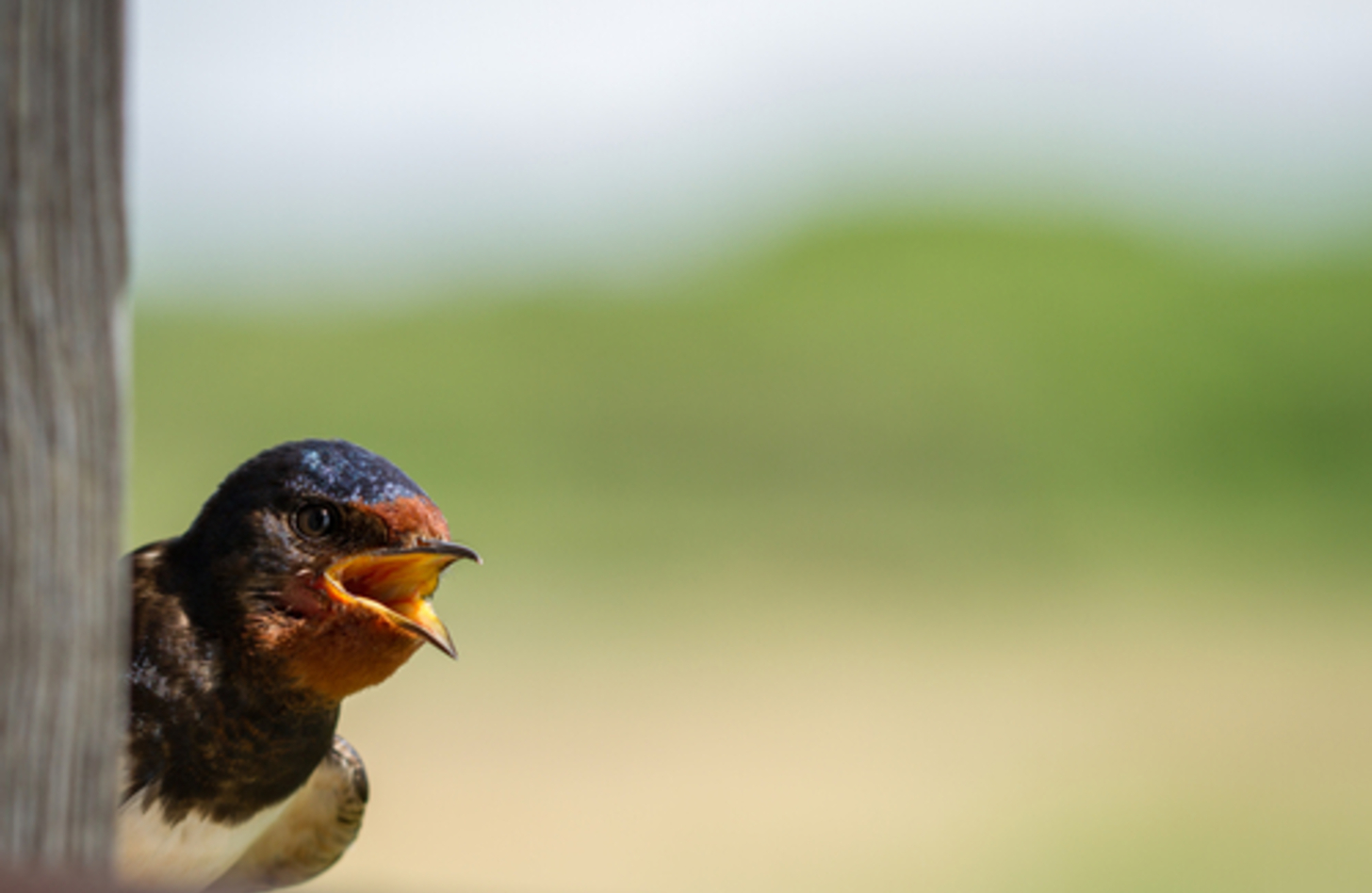 ツバメ 鳴き声