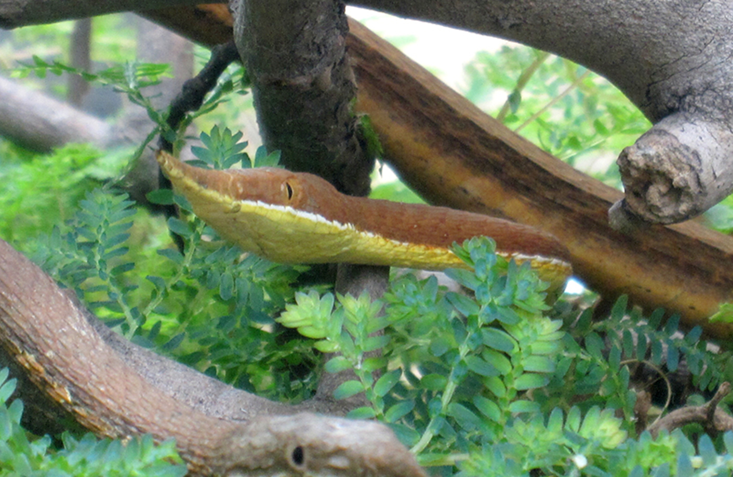 テングキノボリヘビ
