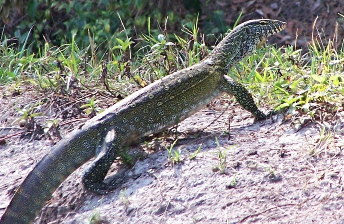 ナイルオオトカゲ