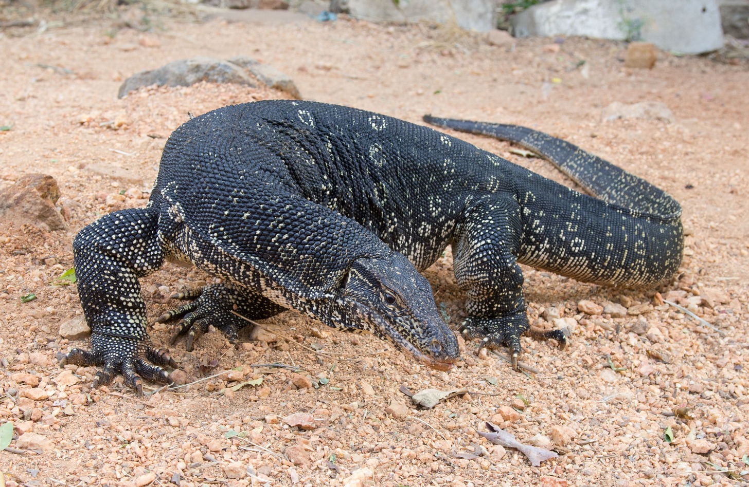 ナイルオオトカゲ