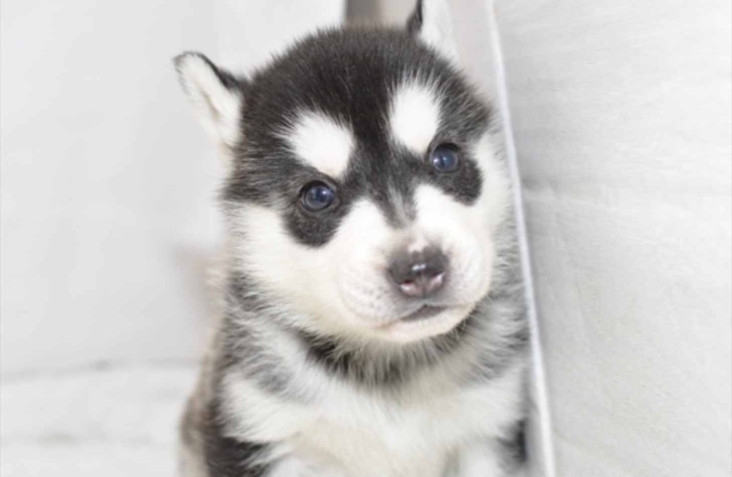 ハスキー 子犬