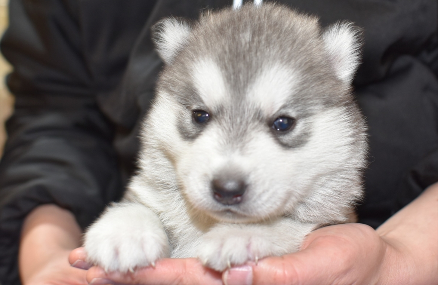 ハスキー 子犬