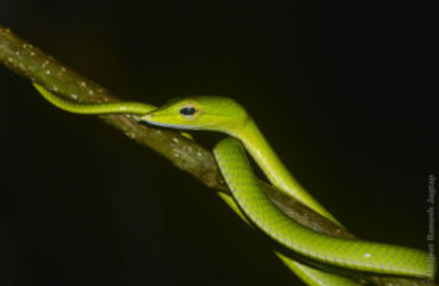 ハナナガムチヘビ