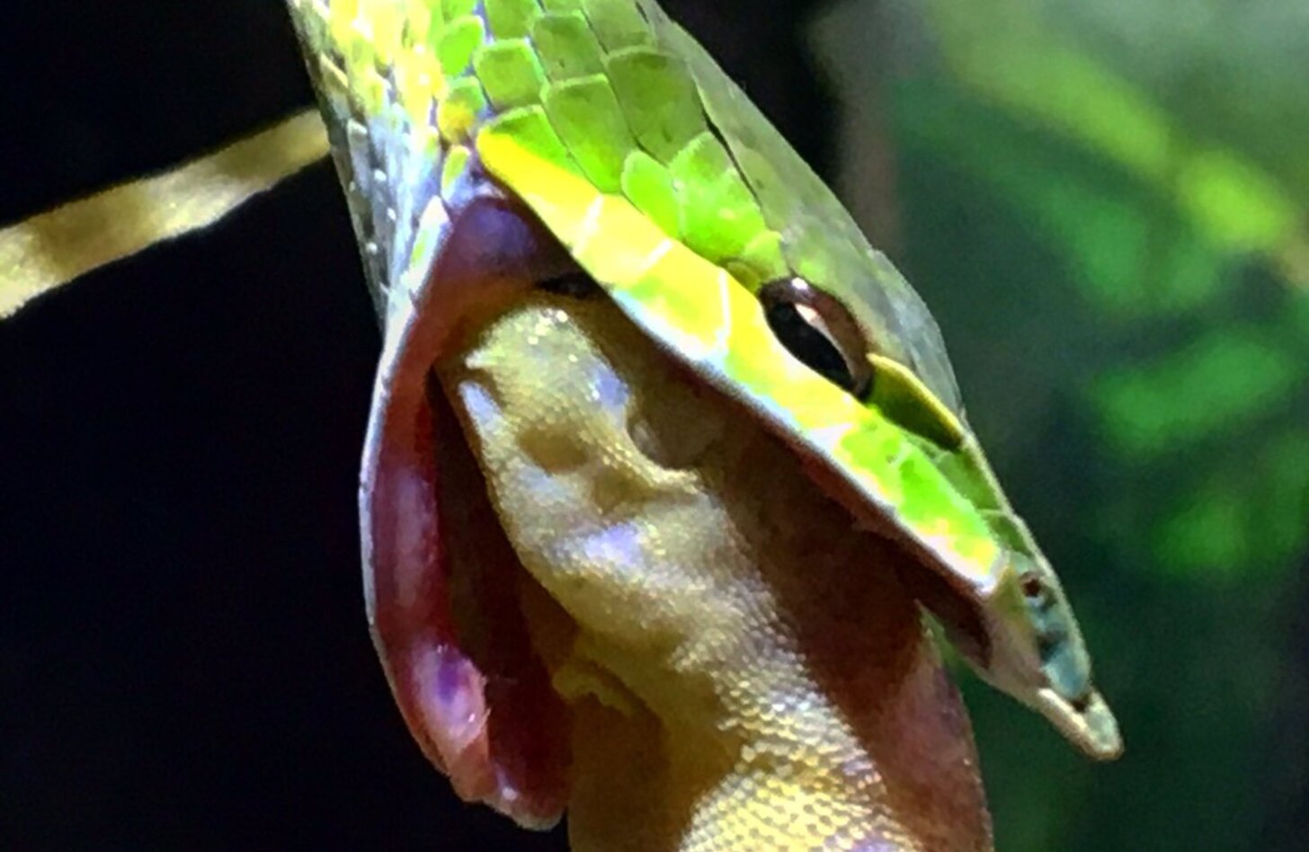 ハナナガムチヘビ