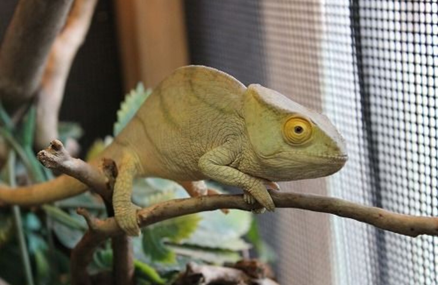 パーソンカメレオン 飼育