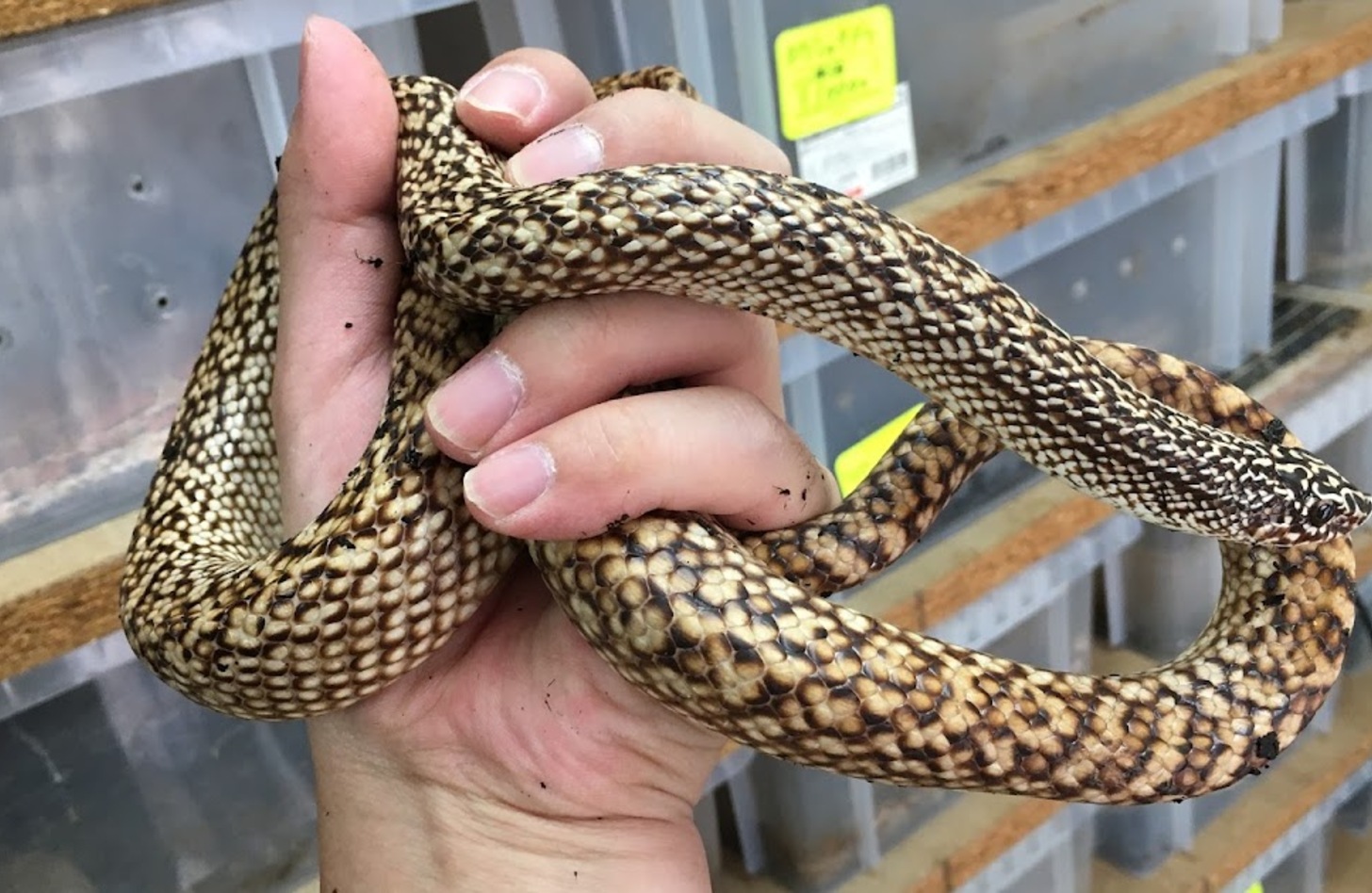マダガスカルオオブタバナヘビ