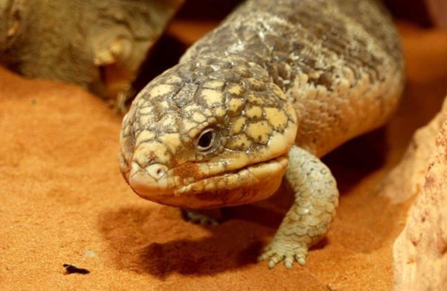 マツカサトカゲ 飼育