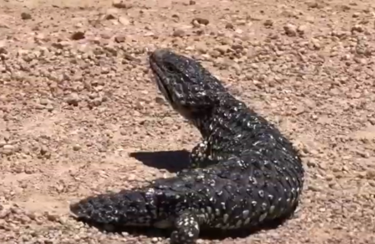 マツカサトカゲ 飼育