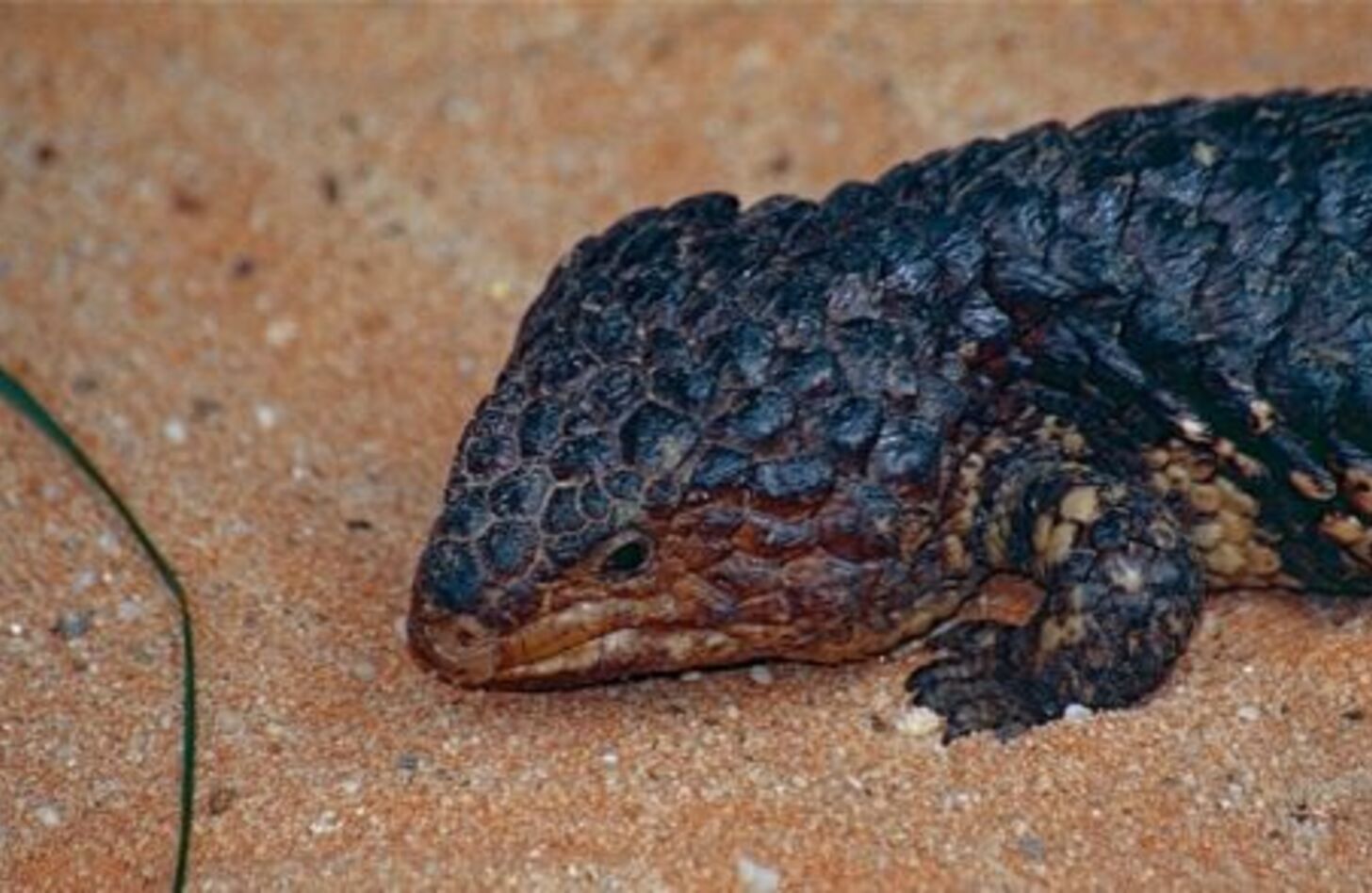 マツカサトカゲ 飼育