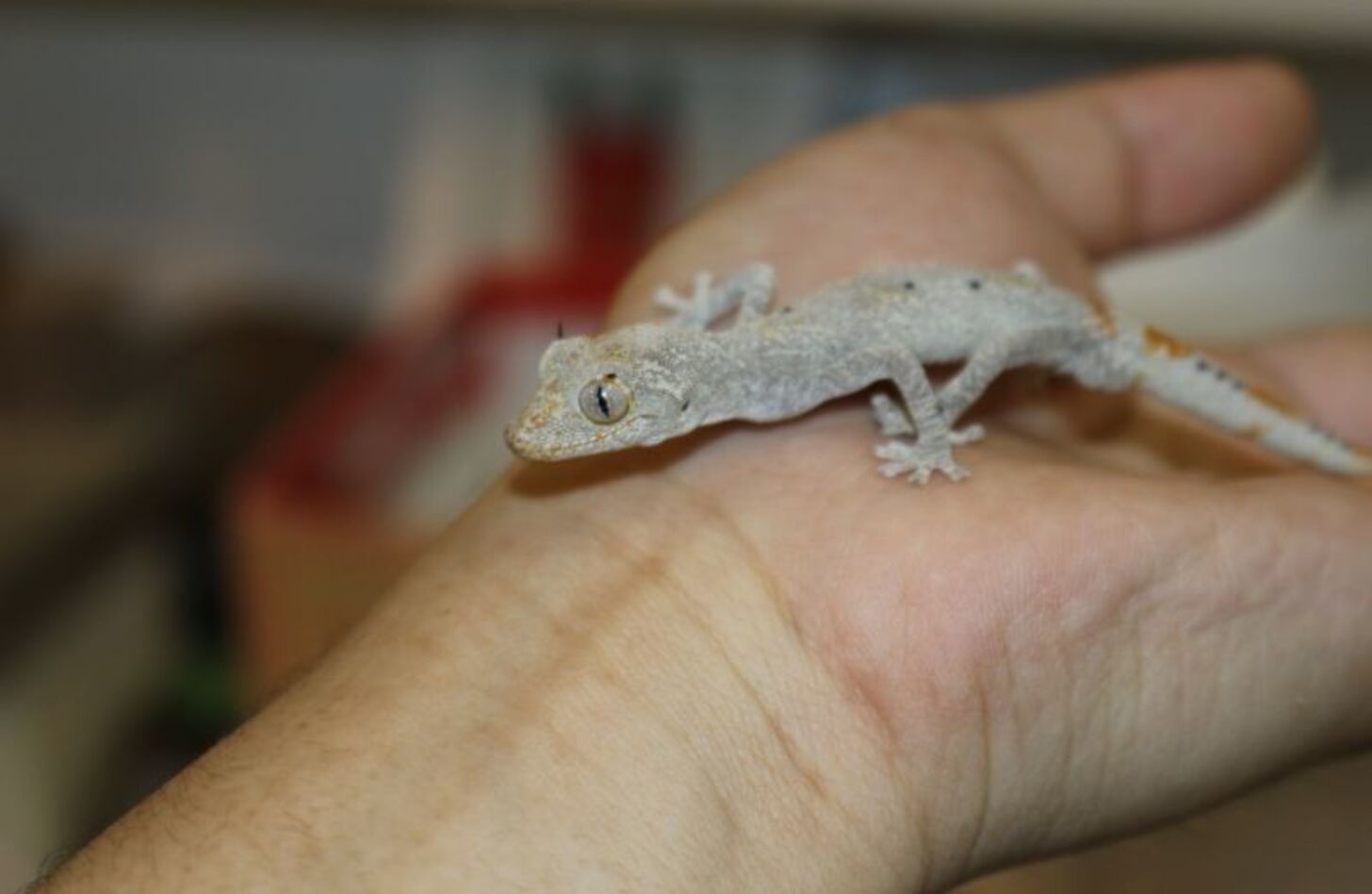 マツゲイシヤモリ 飼育