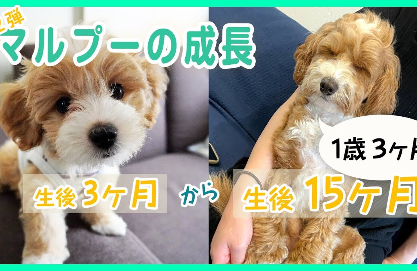 マルプー 成犬