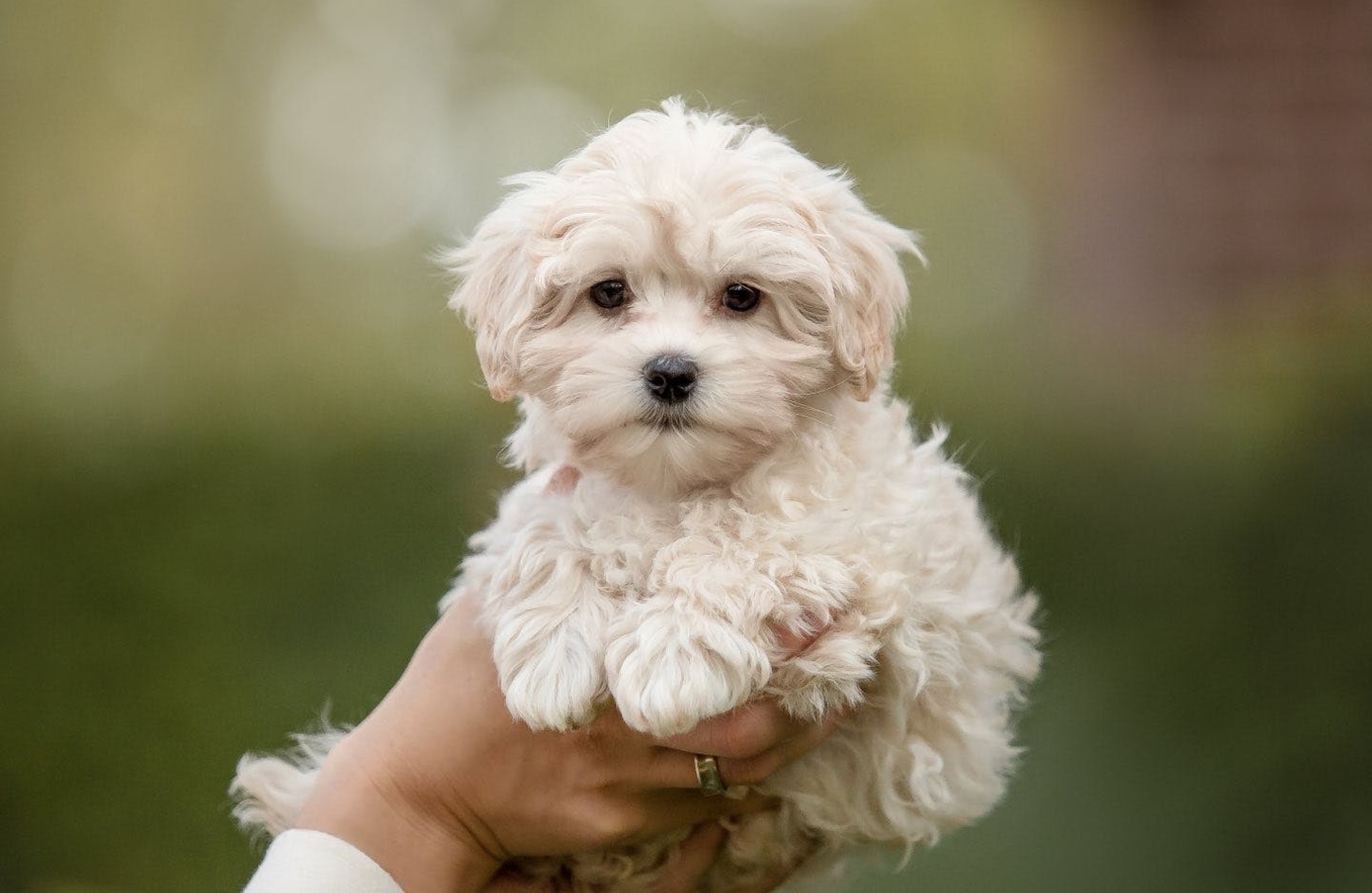 マルプー 成犬