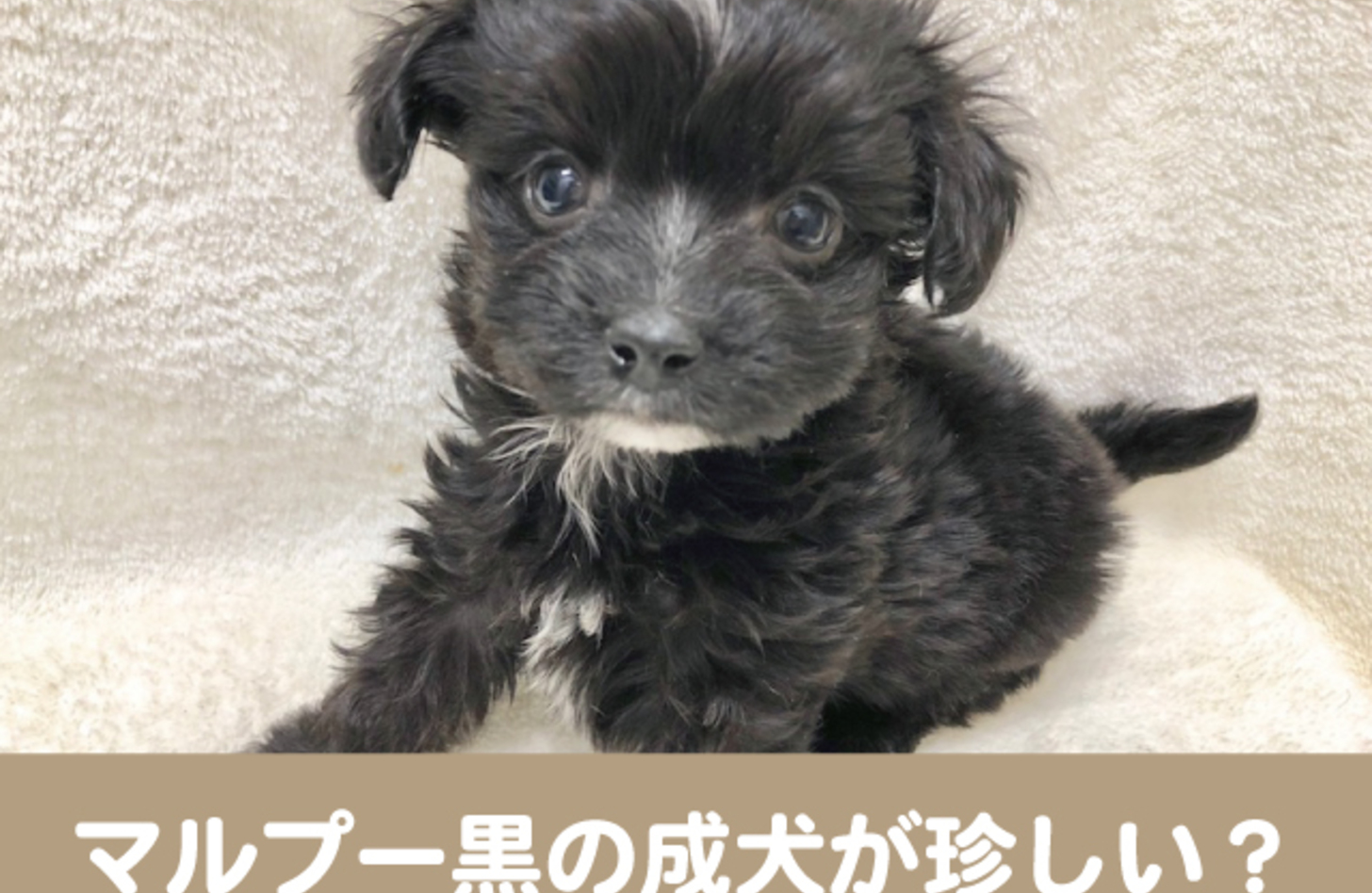 マルプー 成犬