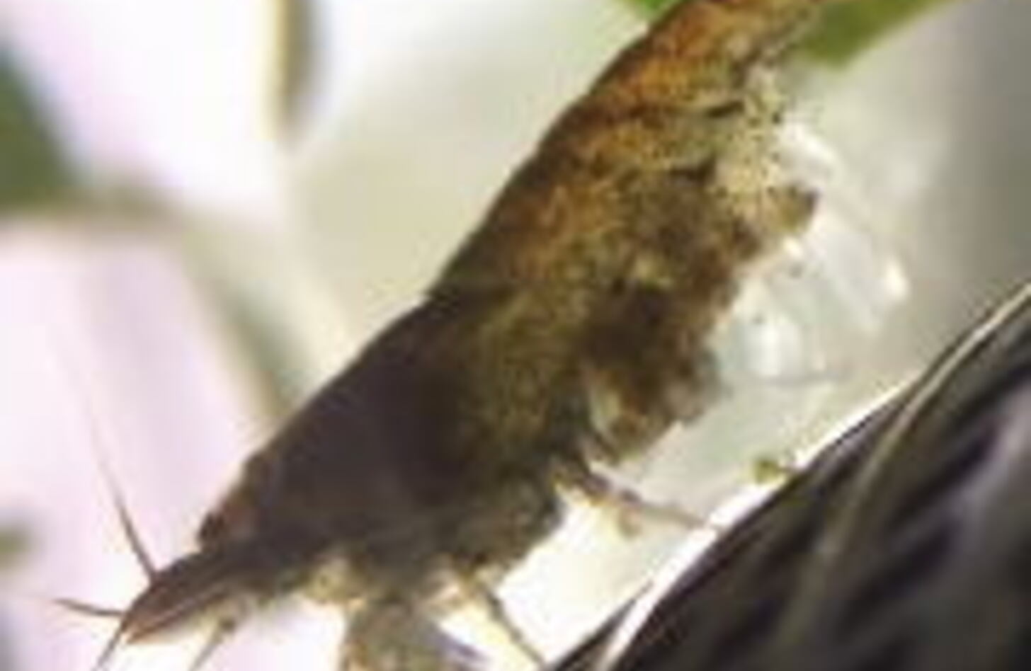 ミナミヌマエビ 繁殖