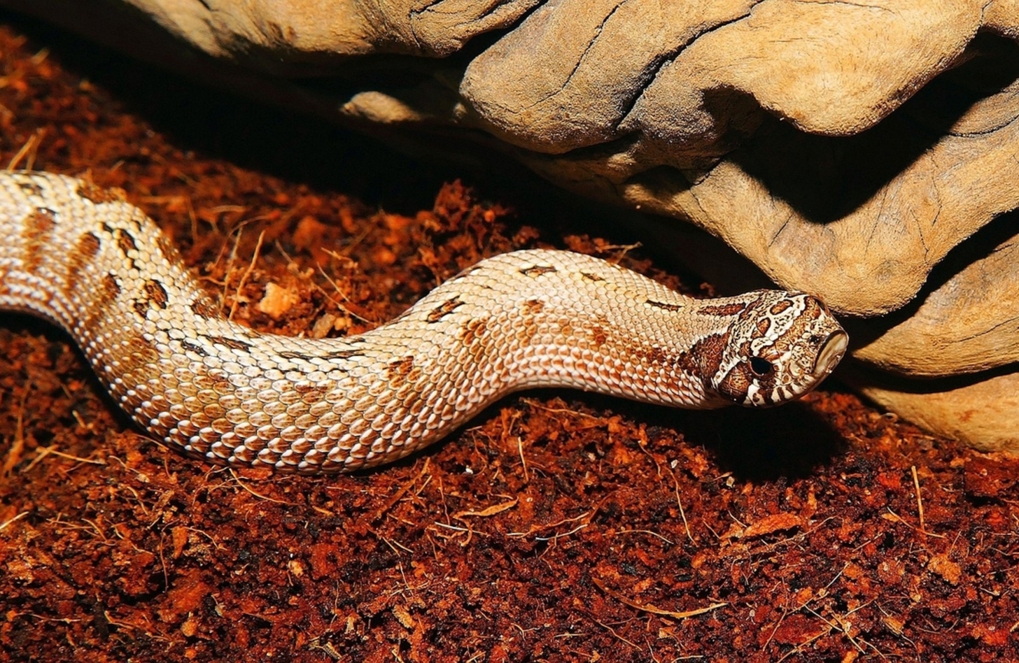 メキシコシシバナヘビ
