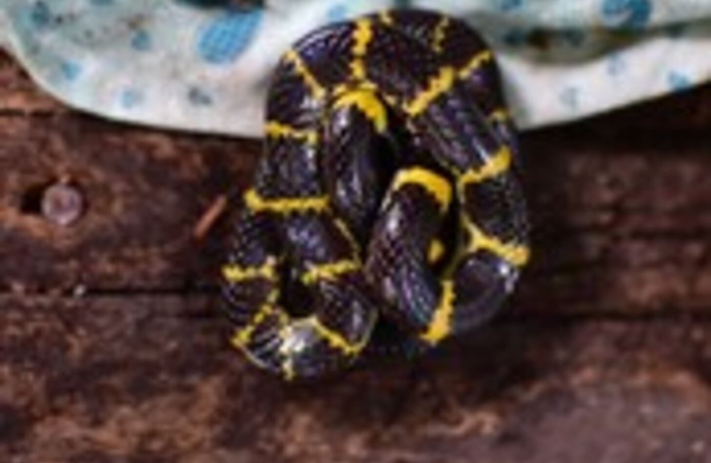 ラオスオオカミヘビ