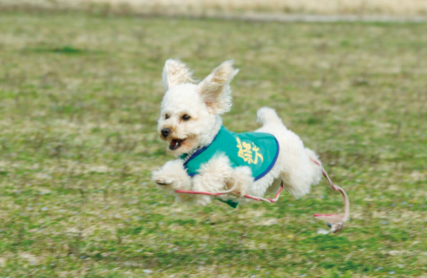 犬 あんず