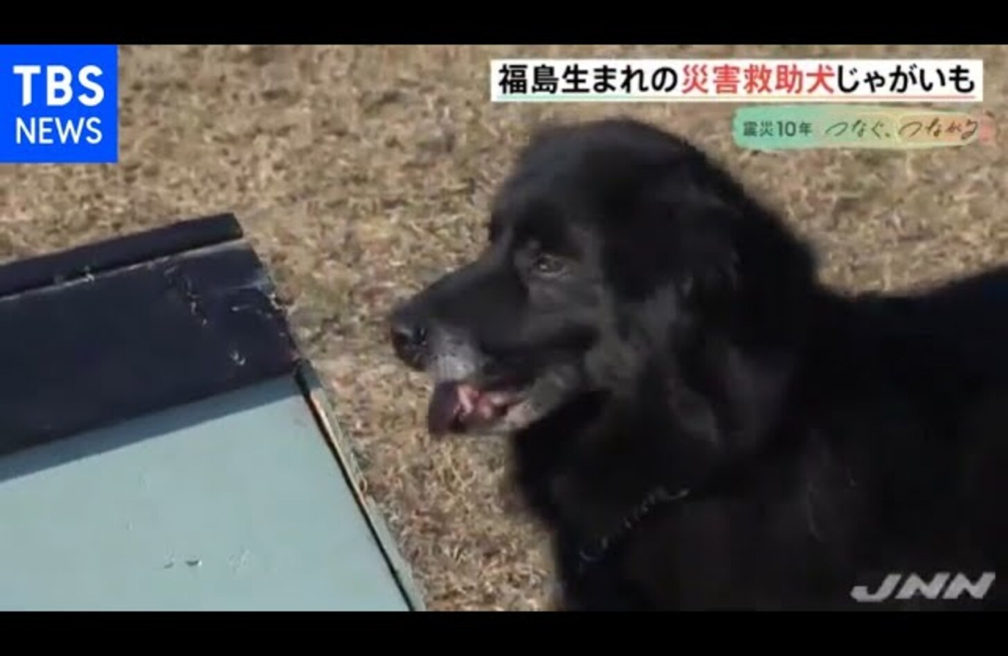 犬 じゃがいも