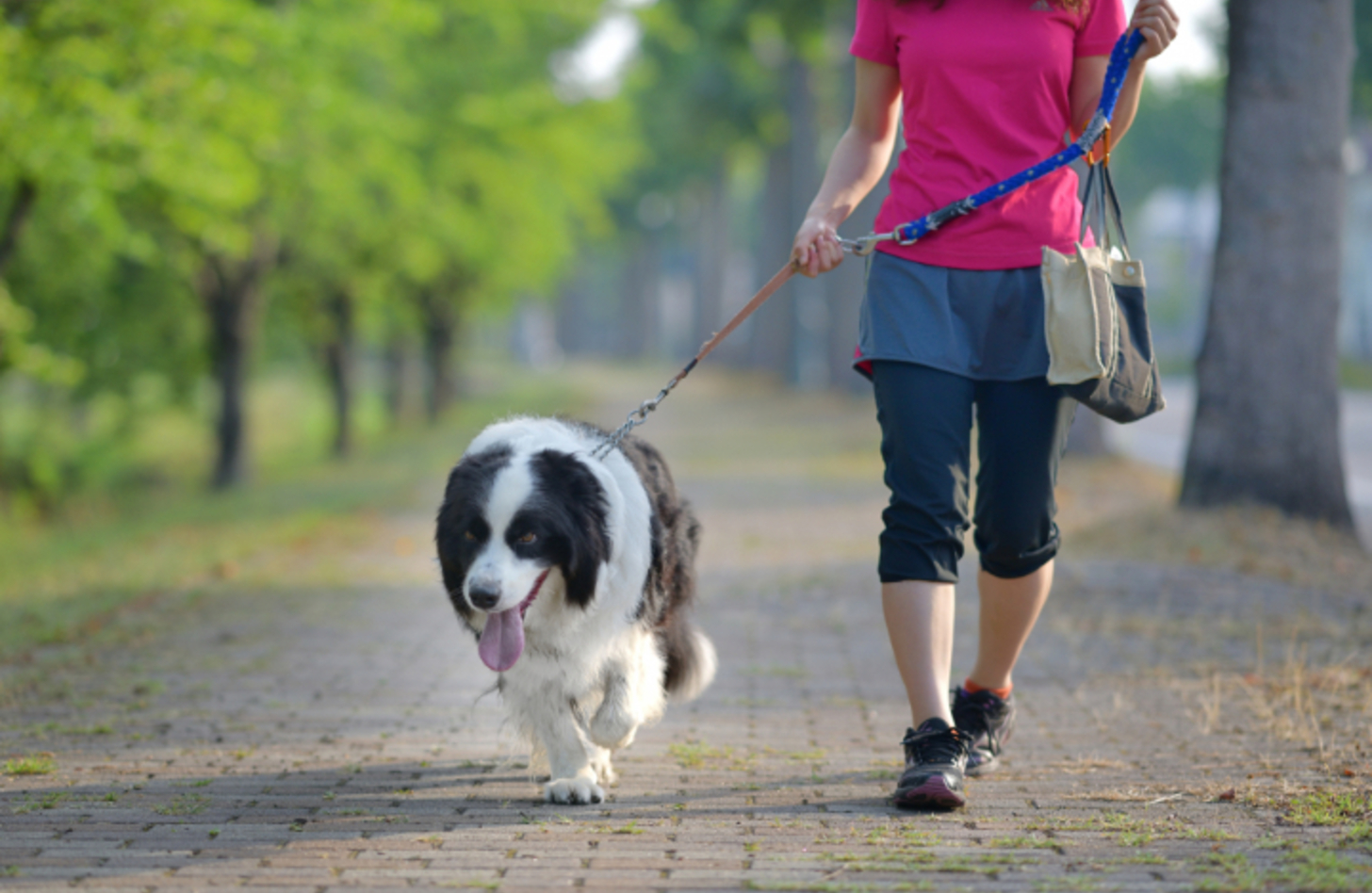 犬 の 散歩