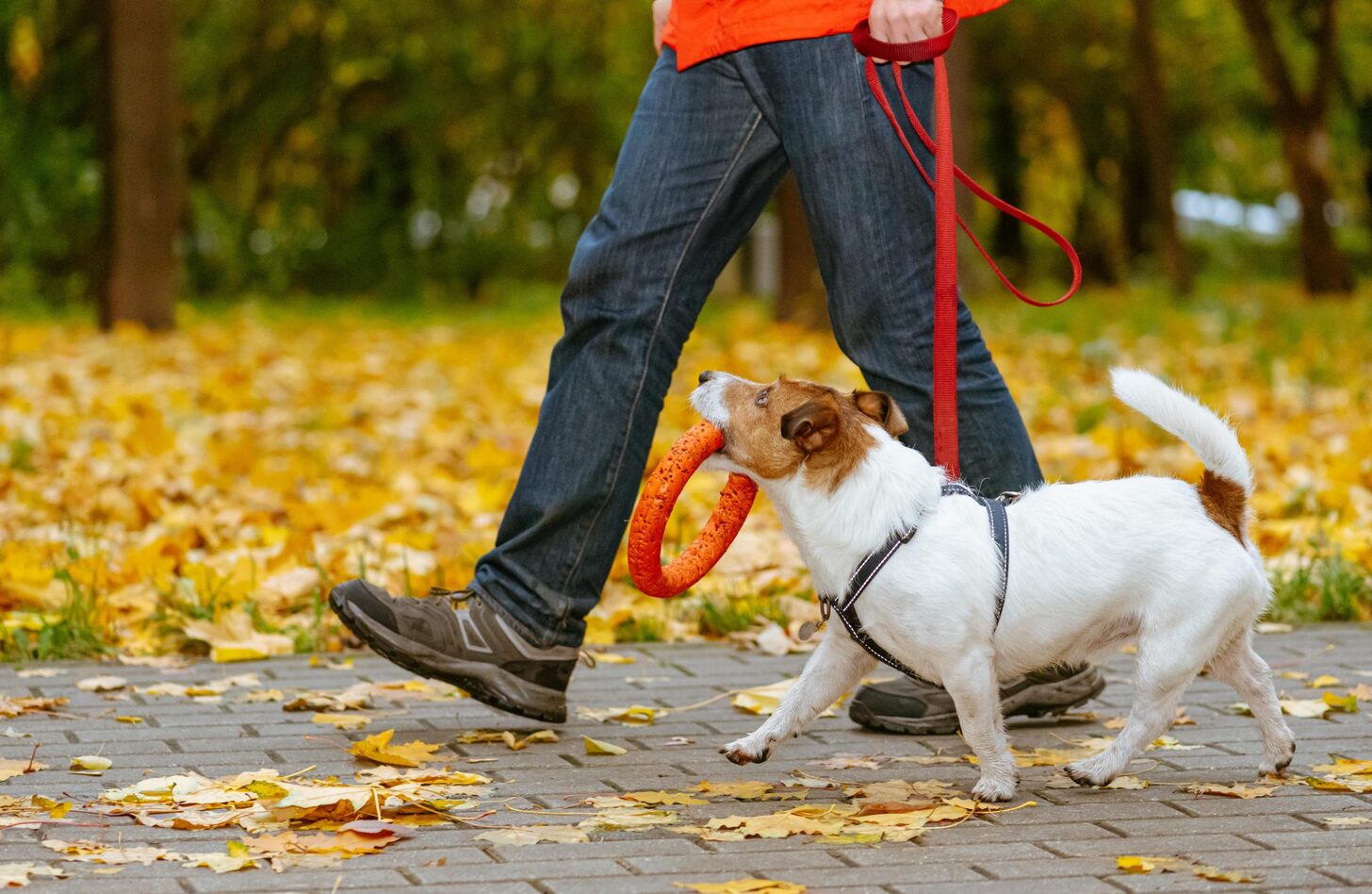 犬 の 散歩