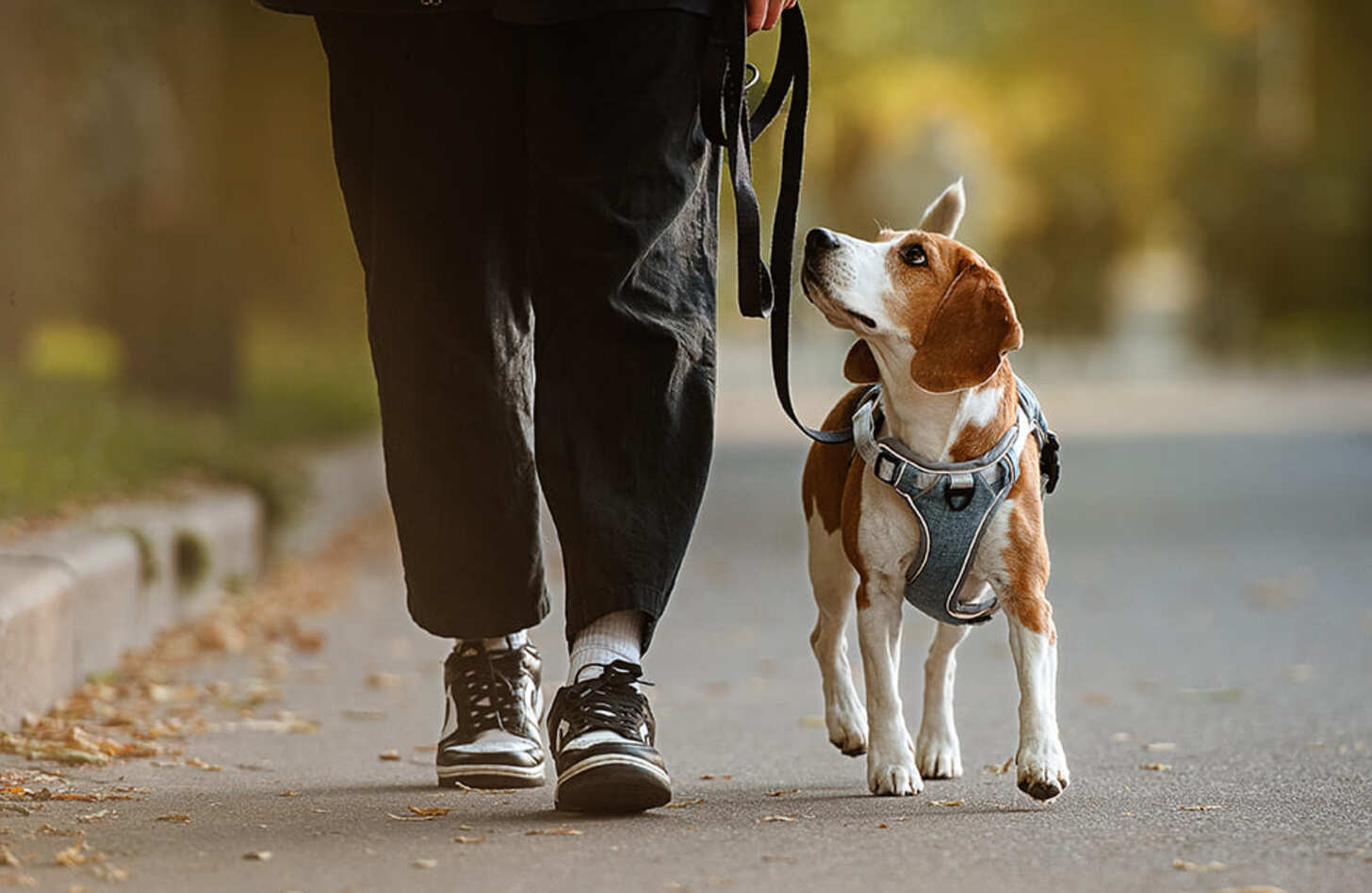 犬 の 散歩