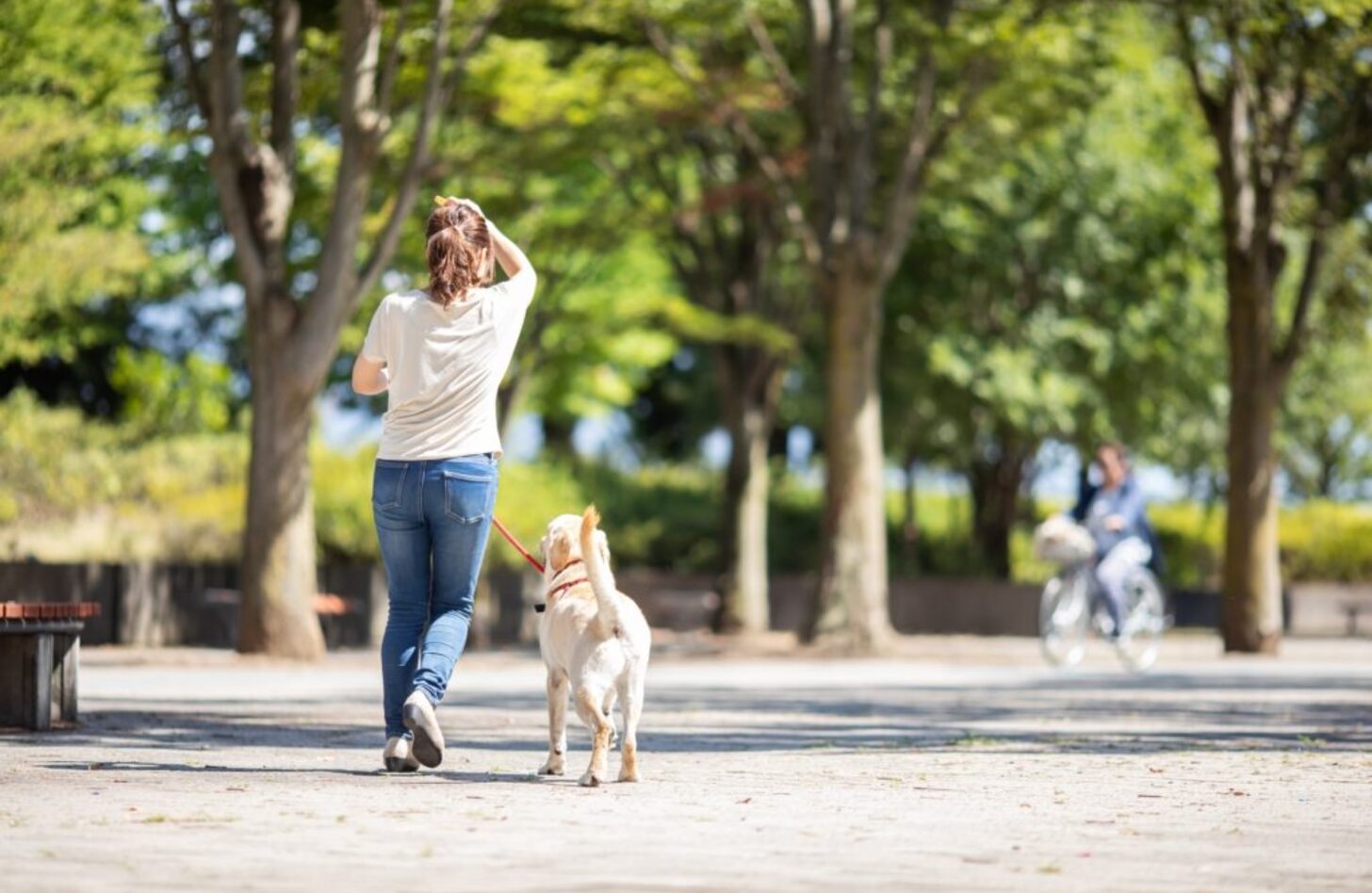 犬 の 散歩