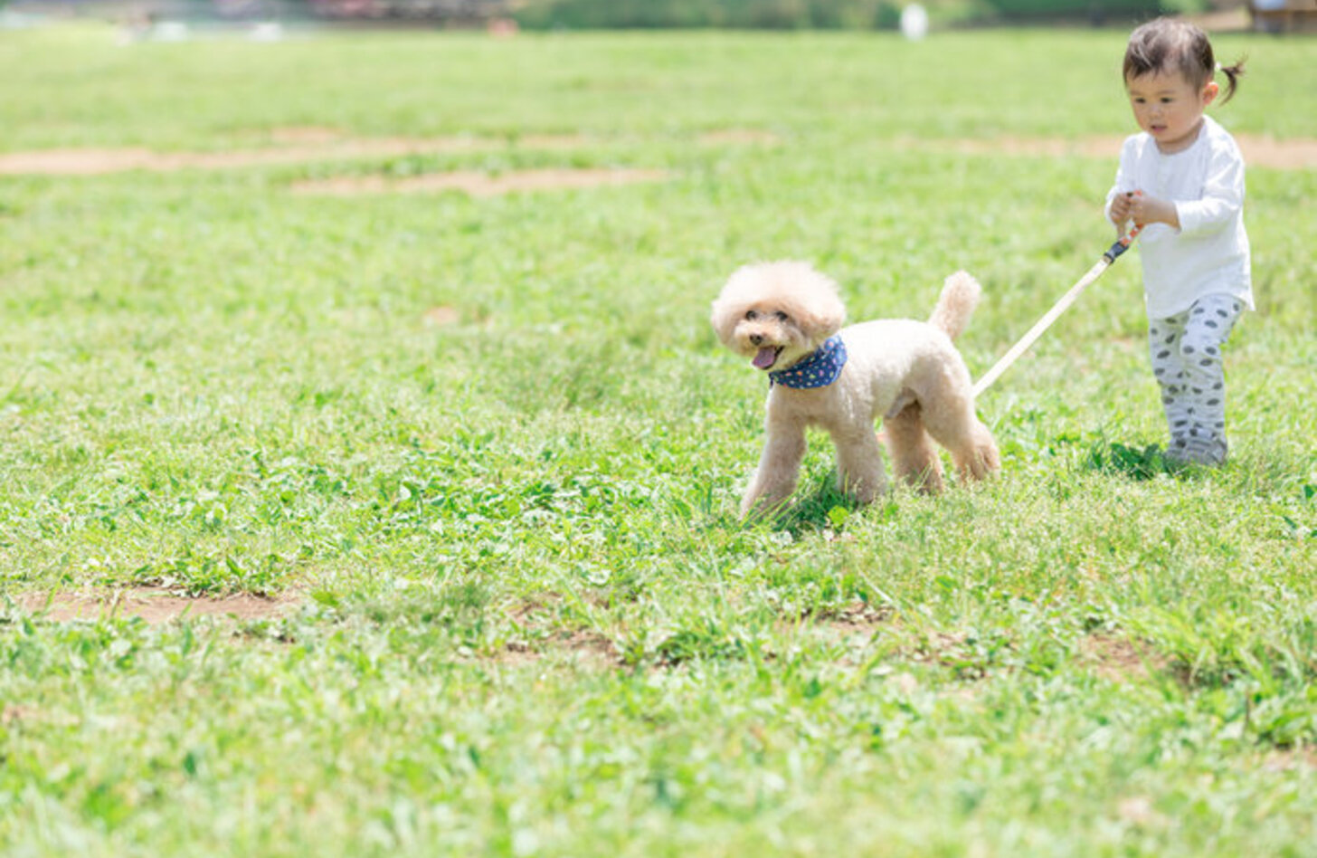 犬 の 散歩