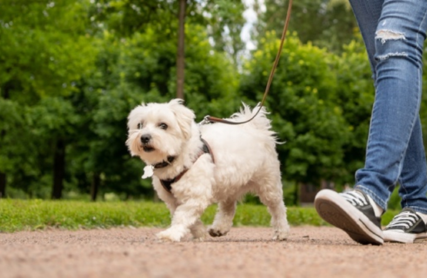 犬 の 散歩