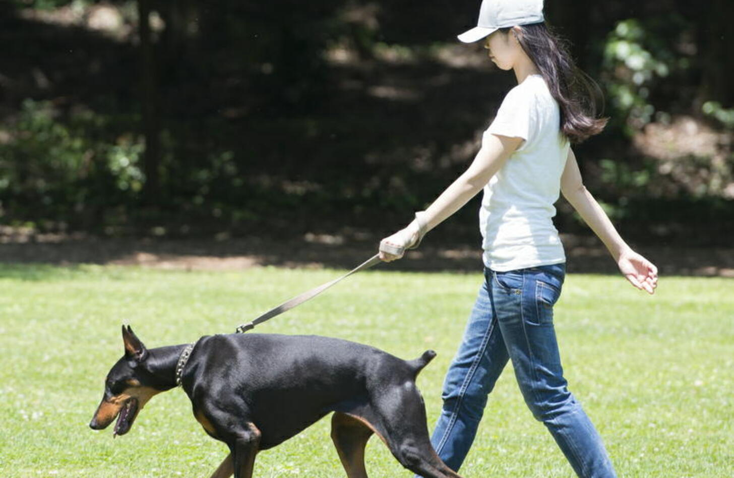 犬 の 散歩